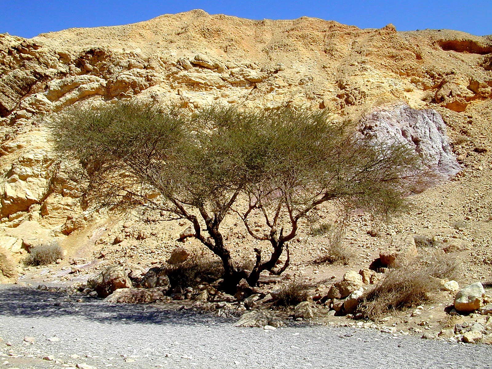 Acacia tree in Red Canyon. Courtesy of the [Pictorial Library of Bible Lands](https://www.bibleplaces.com)